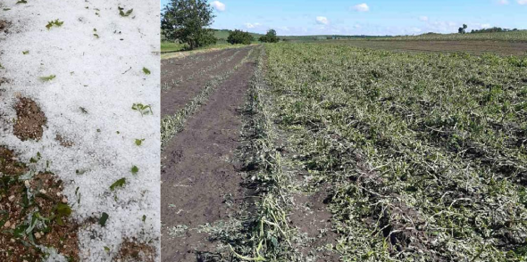 (FOTO) Raionul Ștefan Vodă a fost puternic afectat de grindină: Au fost distruse atât acoperișurile caselor, cât și culturile agricole